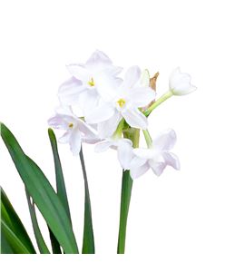 Narciso ziva 45 - NARZIV
