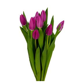 Tulipan pink ardour 38 - TULPINARD