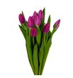 Tulipan pink ardour 38 - TULPINARD