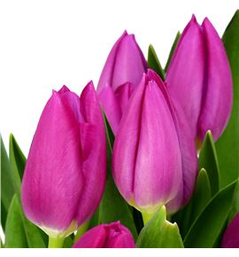 Tulipan pink ardour 38 - TULPINARD