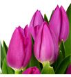 Tulipan pink ardour 38 - TULPINARD1