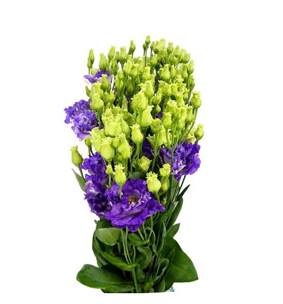 Lisianthus alissa blue flash 70 - LISALIBLUFLA