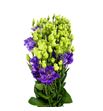 Lisianthus alissa blue flash 70 - LISALIBLUFLA