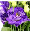 Lisianthus alissa blue flash 70 - LISALIBLUFLA1