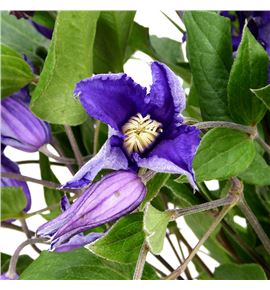 Clematis amazing sydney 60 - CLEAMASYD