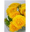 Calendula amarilla - CALAMA1