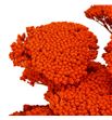 Achilea seca naranja - ACHSECNAR1