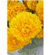 Calendula amarilla - CALAMA2