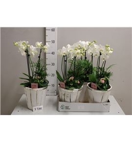 Pl. composicion orquidea blanca 50cm x3 - COMORQBLA31950