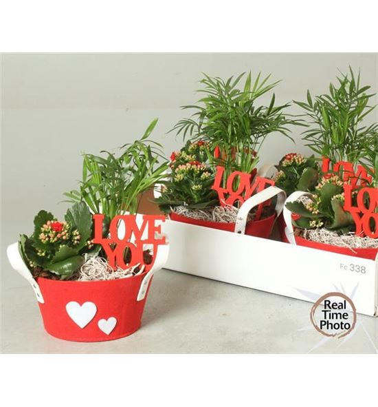 Pl. composicion planta interior 25cm x4 - COMPLAINT41725