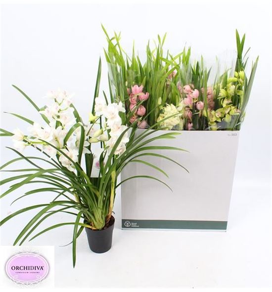 Pl. cymbidium mixto 3t 85cm x8 - CYMMIX814853