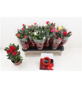 Pl. rosa mixto 25cm x12 - ROSMIX1251025