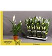 Pl. spathiphyllum sweet benito 55cm x8 - SPASWEBEN81355