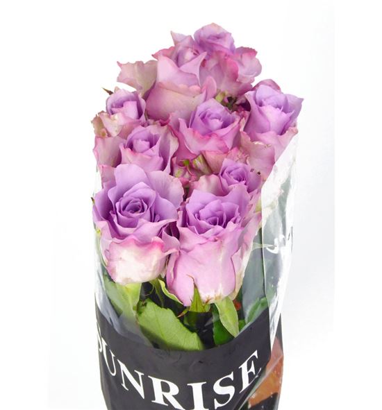 Rosa hol. nightingale 70 - RGRNIG