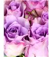 Rosa hol. nightingale 70 - RGRNIG1