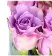 Rosa hol. nightingale 70 - RGRNIG2