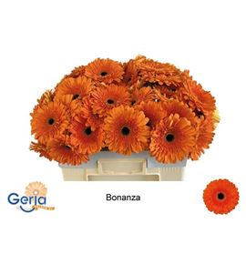 Gerbera bonanza 50 x10 - GERBON5010