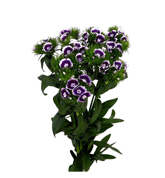 Barbatus morado - BARMOR