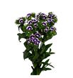 Barbatus morado - BARMOR