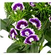 Barbatus morado - BARMOR1