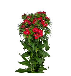 Barbatus rojo - BARROJ