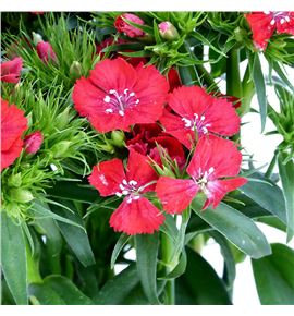 Barbatus rojo - BARROJ