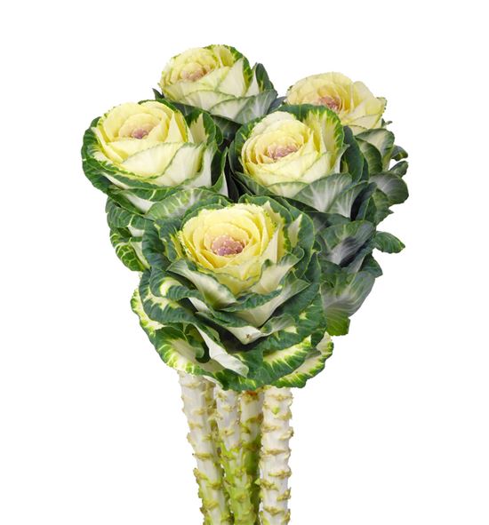 Brassica blanca x5 - BRABLA