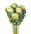 Brassica blanca x5 - BRABLA