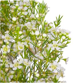 Flor de cera blanca - FLOCERBLA