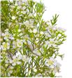 Flor de cera blanca - FLOCERBLA1