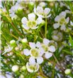 Flor de cera blanca - FLOCERBLA2