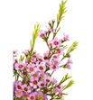Flor de cera rosa - FLOCERROS2