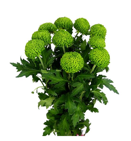 Cr col. bombellini verde 70 - CRGBOM