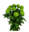 Cr col. bombellini verde 70 - CRGBOM
