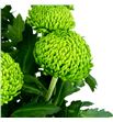 Cr col. bombellini verde 70 - CRGBOM1