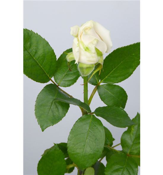 Rosa vendela 70 - RVEN