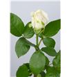 Rosa vendela 70 - RVEN