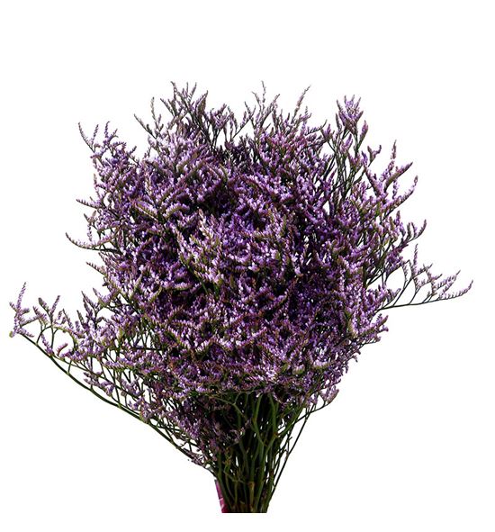 Limonium safora lilac 60 - LIMSAFLIL