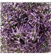 Limonium safora lilac 60 - LIMSAFLIL1