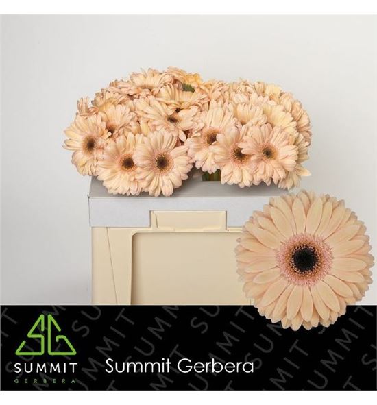Gerbera laureen 50 x10 - GERLAU5010