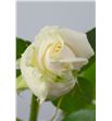 Rosa vendela 70 - RVEN2