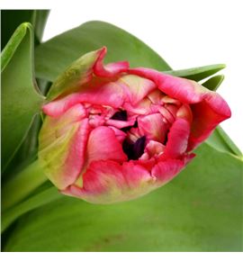 Tulipan verona love 38 - TULVERLOV