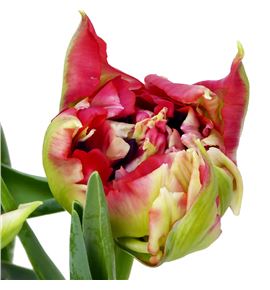 Tulipan verona red fire 37 - TULVERREDFIR