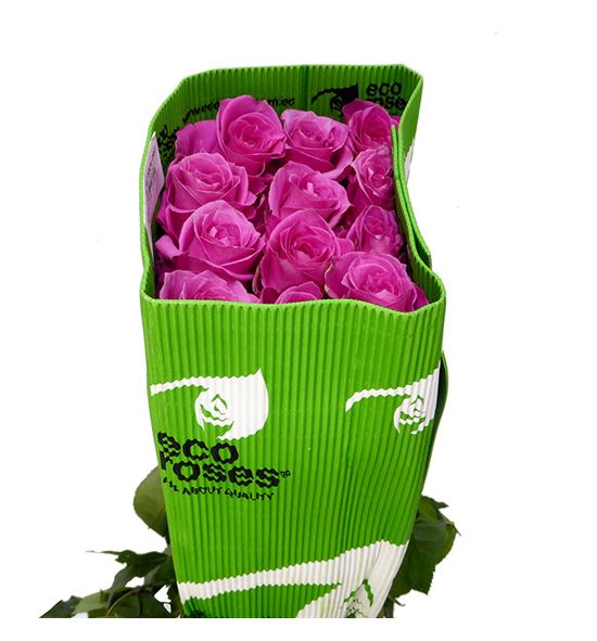 Rosa ecu sweet memory 60 - RESWEMEM