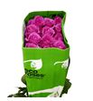 Rosa ecu sweet memory 60 - RESWEMEM