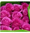 Rosa ecu sweet memory 60 - RESWEMEM1