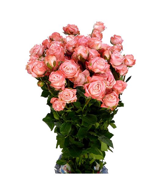 Rs ramificada amazing magic 70 - RTRAMAMAG