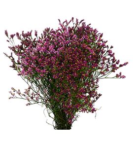 Limonium scarlet diamond 80 - LIMSCADIA