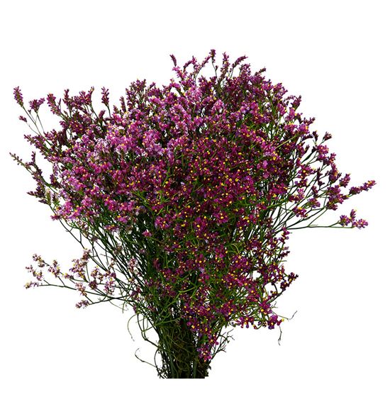 Limonium scarlet diamond 80 - LIMSCADIA