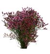 Limonium scarlet diamond 80 - LIMSCADIA